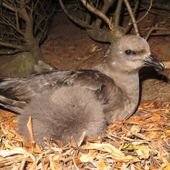 Kermadec petrel