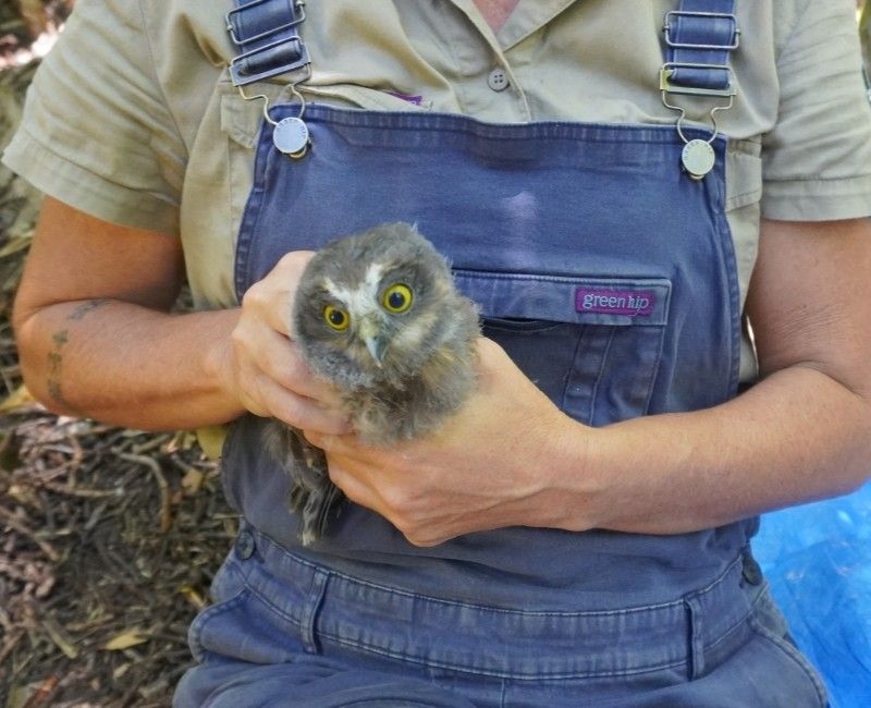 Morepork chick.
