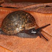 Advena campbellii. Photo: Adnan Moussalli/Museums Victoria