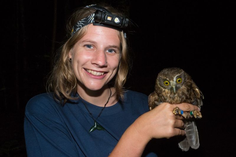 Monash University PhD student Victoria Sperring with young Norfolk Island morepork owl chick. Credit Monash University.