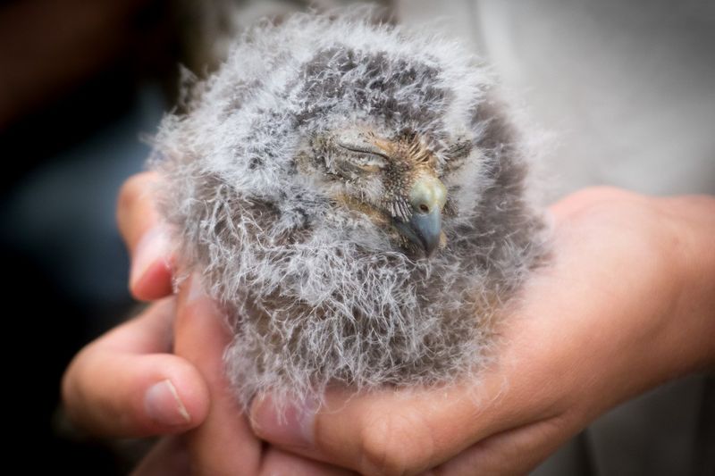 Norfolk Island morepork owl chick. Credit: Monash University.