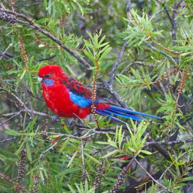 Crimson rosella. Photo: At a glance