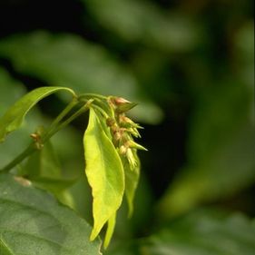 Forest achyranthes  