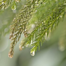 Dew drops on Norfolk pine