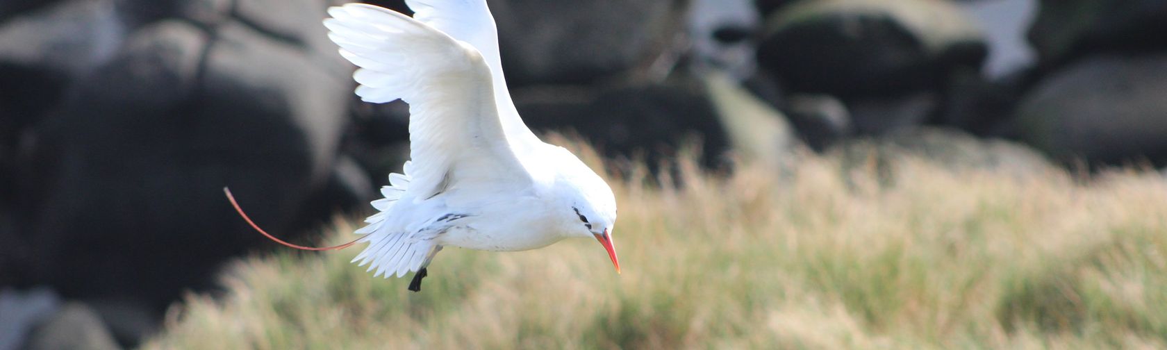 Red-tailed tropicbird