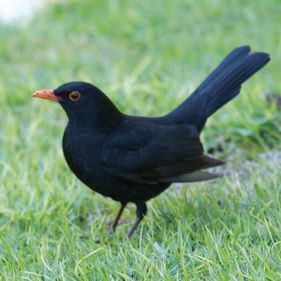 European blackbird. Photo: Lip Kee