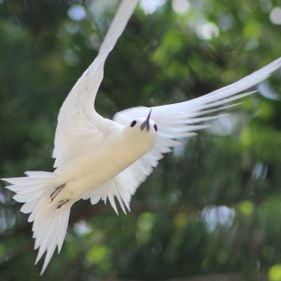 White tern| Norfolk Island National Park