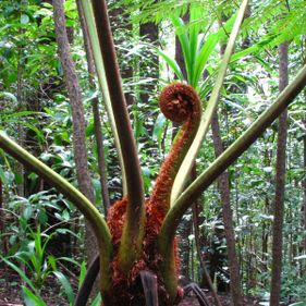 Norfolk treefern   