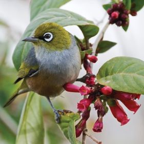 Silvereye. Photo: JJ Harrison