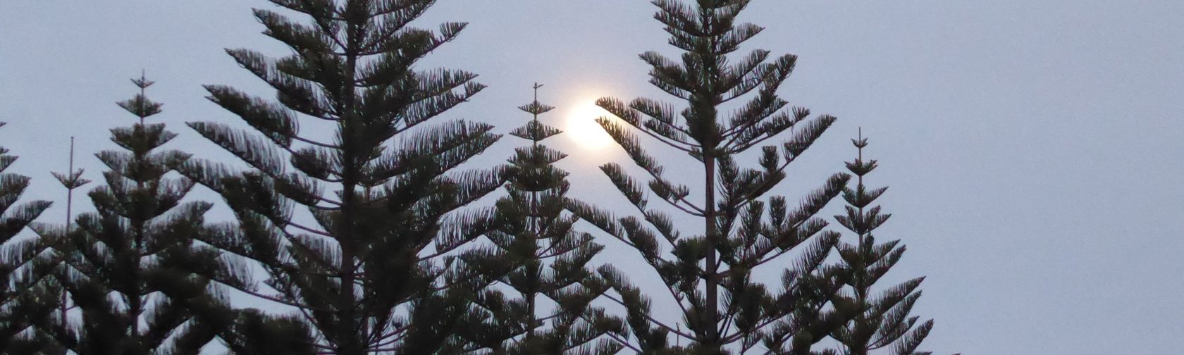 Norfolk Island Pines