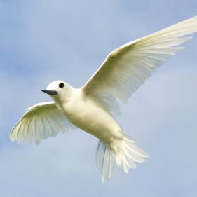 White tern