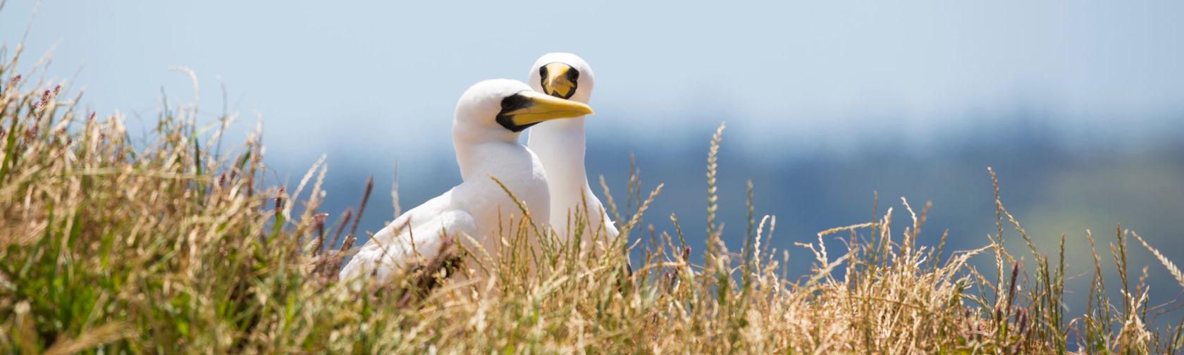 Masked boobies. Photo: Norfolk Island Tourism