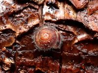 Norfolk Island hairy snail.
