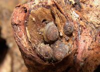 Norfolk Island hairy snail (Fanulena imitatrix) .