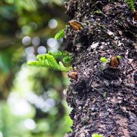 Norfolk Island pine | Norfolk Island National Park | Parks Australia