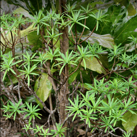 Euphorbia. Photo: Black Diamond Images 