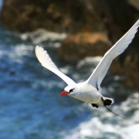 Red tailed tropicbird