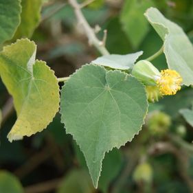 Norfolk Island abutilon