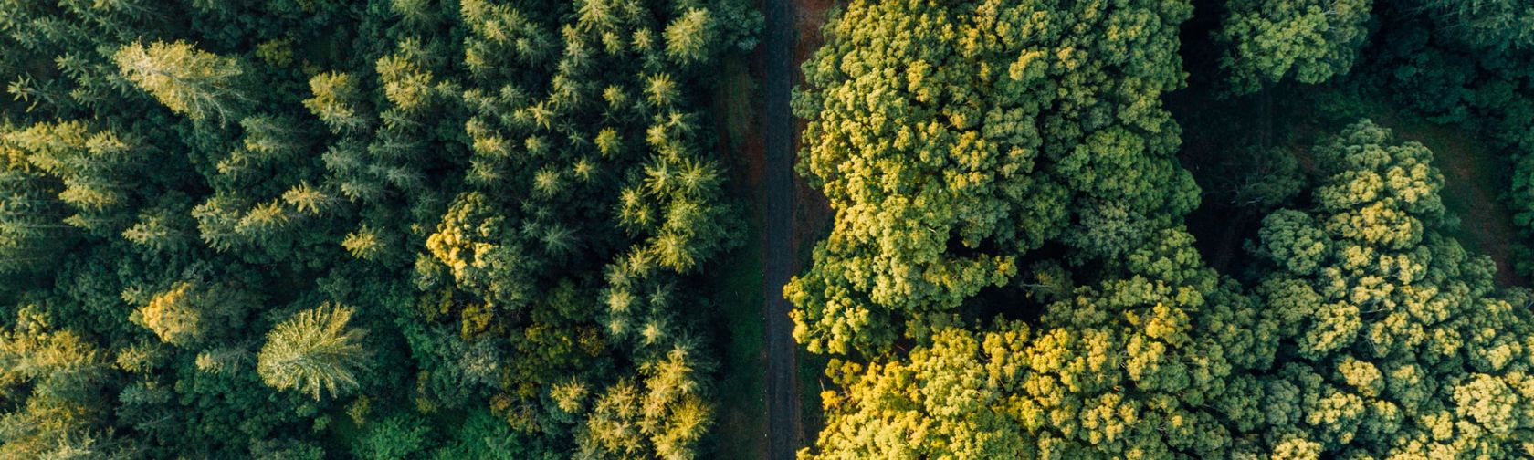 Discover ancient trees