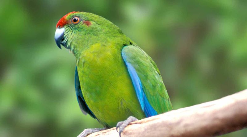 Norfolk Island green parrot, Norfolk Island National Park.