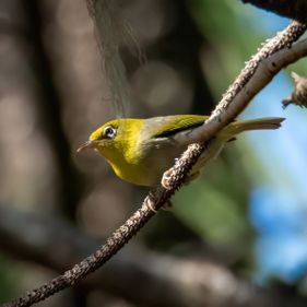 Slender-billed white eye. Photo: Carolyn Stewart