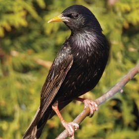 Common starling. Photo: Eric Bégin