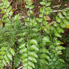 Two-frond lace fern 