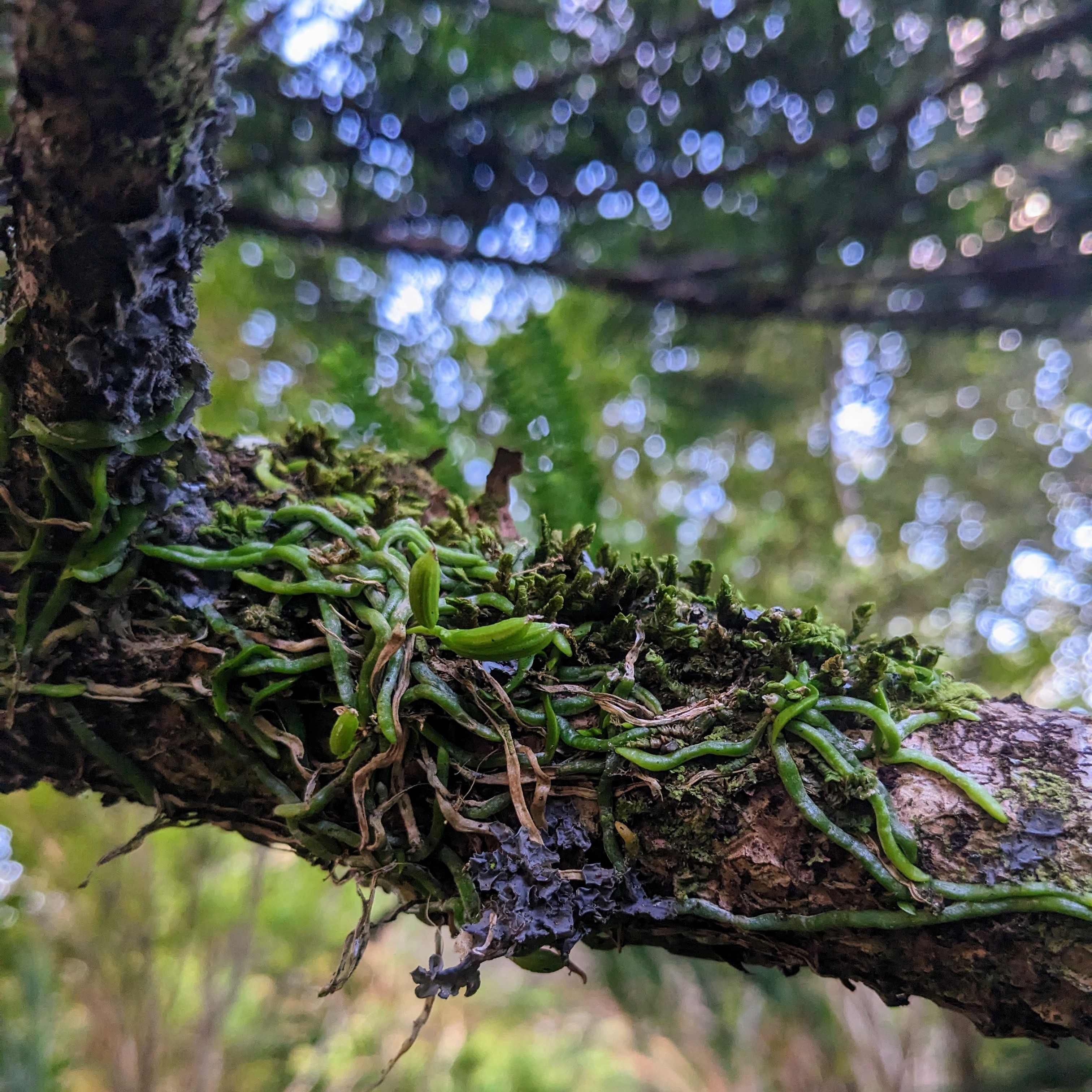 Ribbon-root orchid | Norfolk Island National Park | Parks Australia