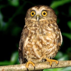 Morepork owl