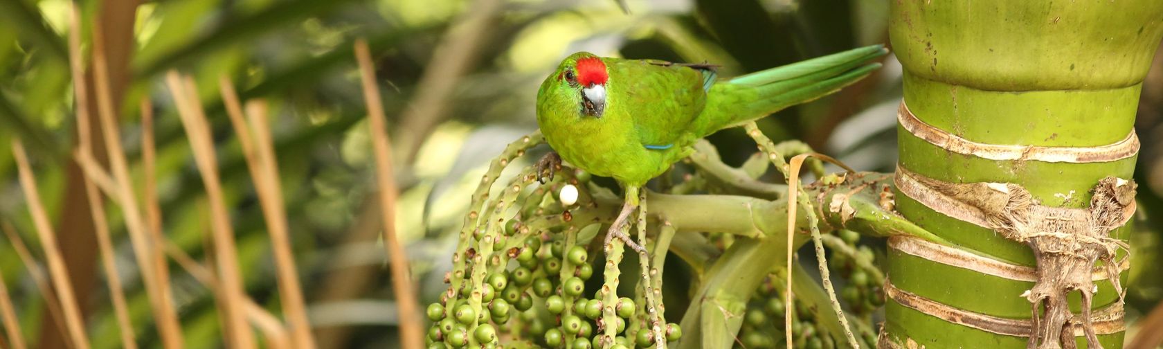 A Norfolk Island Green Parrot