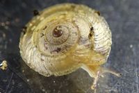 Allenconcha platysoma.
