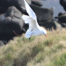 Red-tailed tropicbird