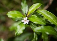 A small pink flower amongst large green leaves.