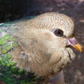 Emerald dove