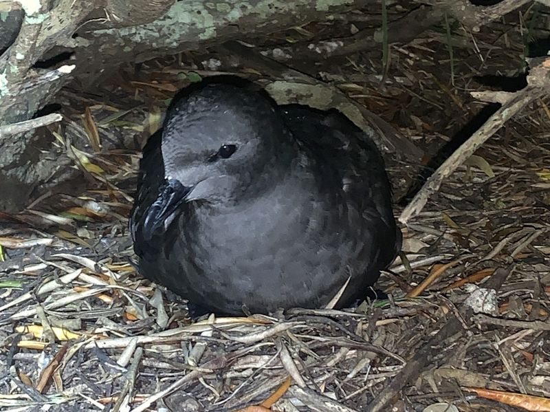 Kermadec petrel. Credit: Nicholas Carlile, NSW Department of Planning and Environment.