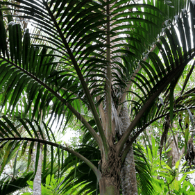 Norfolk Island palm