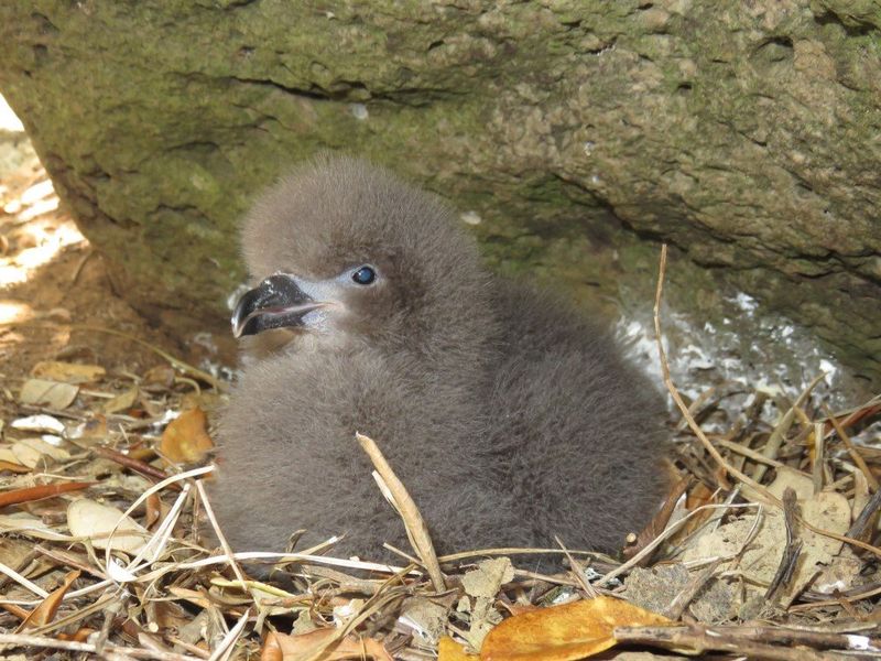 Kermadec petrel chick sitting on some dry yellow leaves.