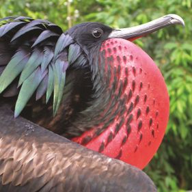 Greater frigatebird. Photo: Max Orchard