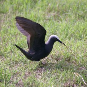 Black noddy