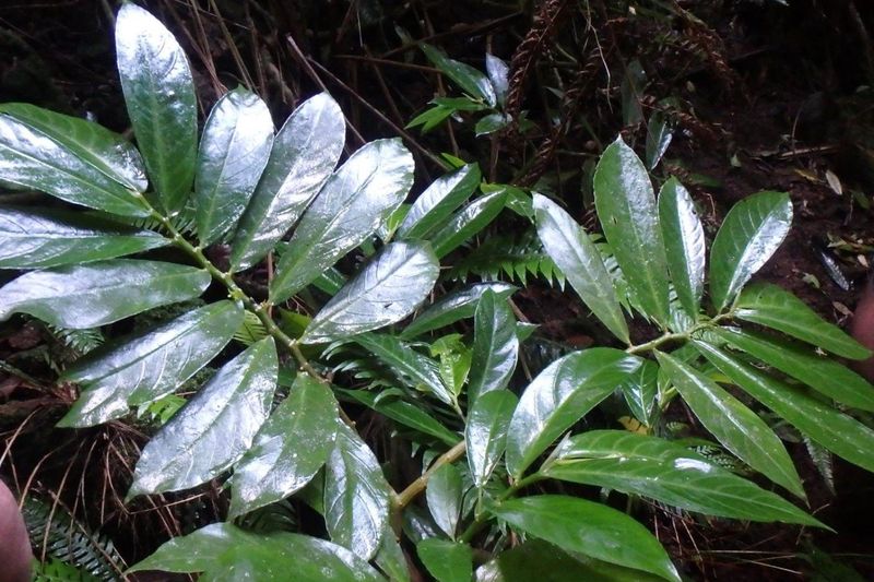 The critically endangered Mountain Procris grows only in Norfolk Island National Park.