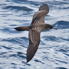 Wedge-tailed shearwater