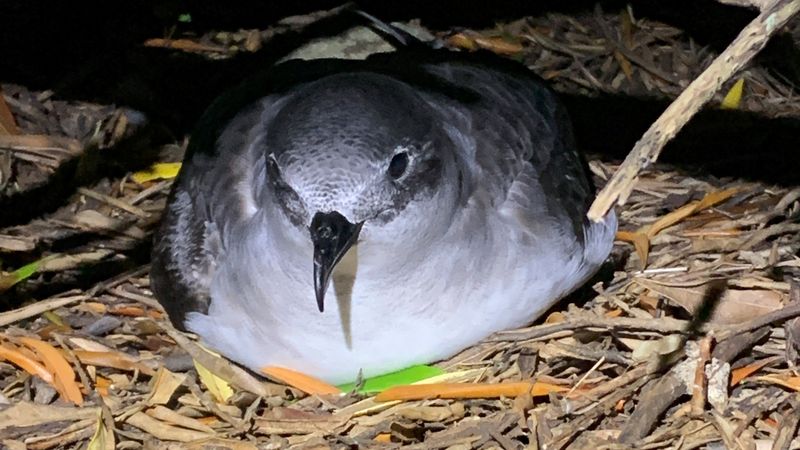 Herald petrel on Phillip Island. Credit: Nicholas Carlile, NSW Department of Planning and Environment.