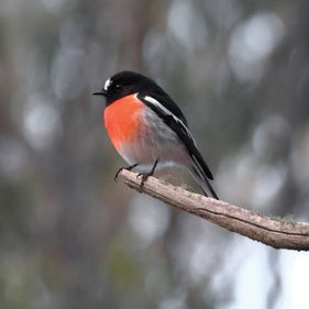 Scarlet robin. Photo: Neil Saunders