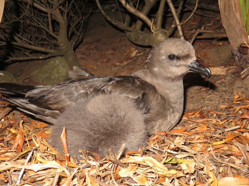 Kermadec petrel sitting on some dry yellow leaves.