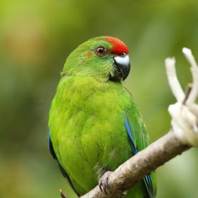 Green parrot| Norfolk Island National Park