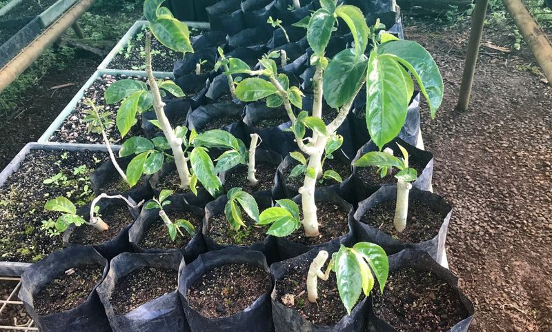 Mountain Procris plants in the Norfolk Island National Park Nursery.