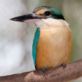 Sacred kingfisher. Photo: Fir0002