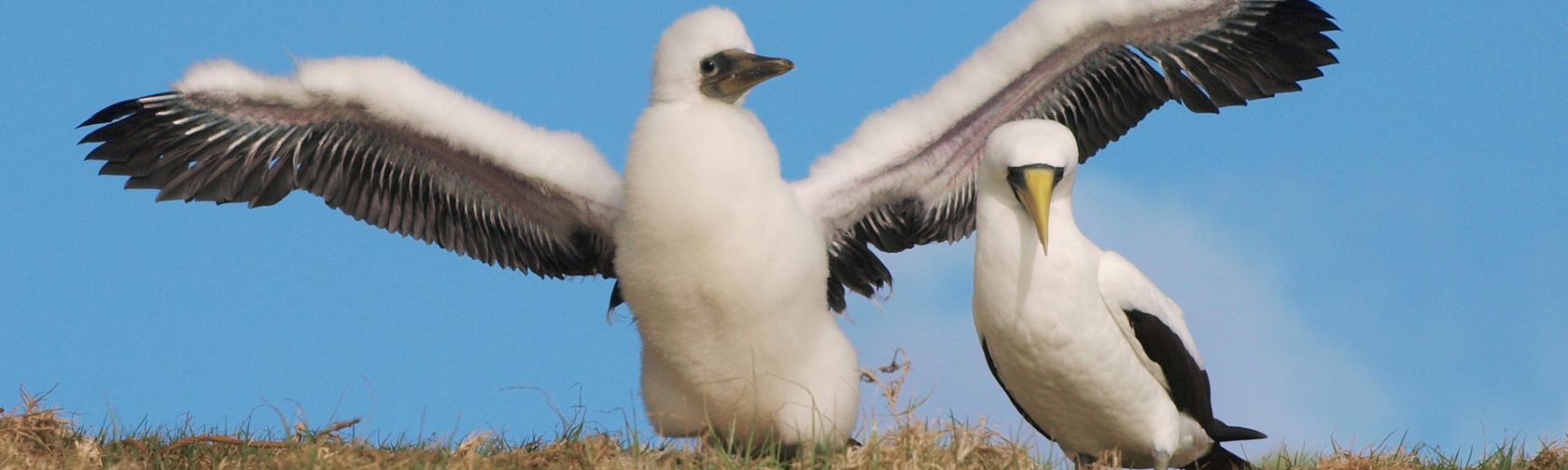 Masked booby and chick