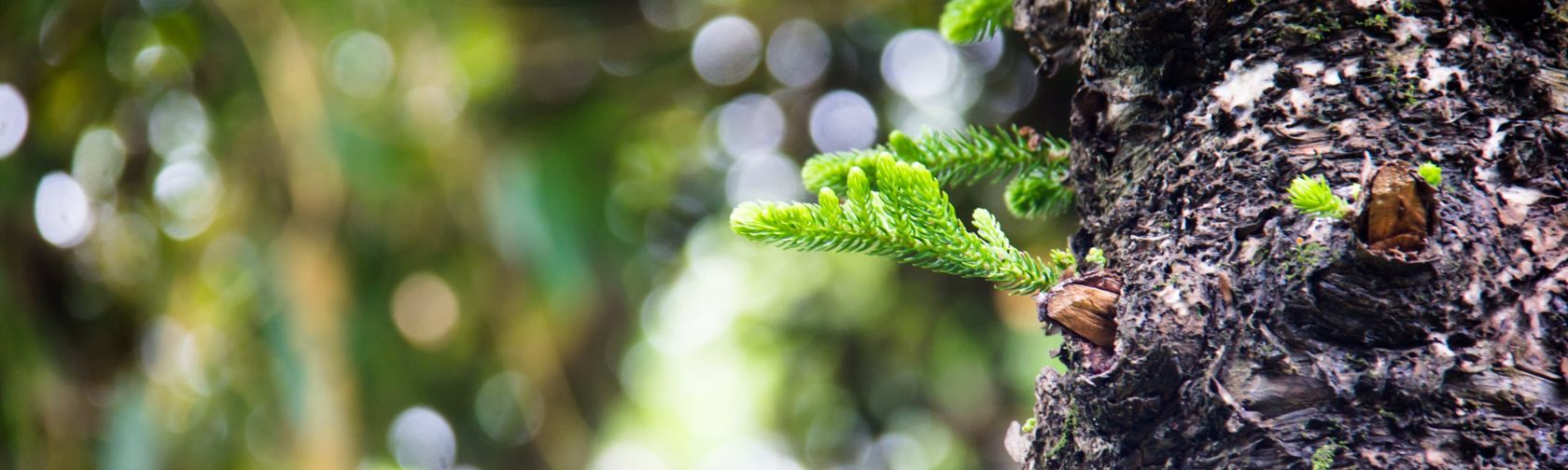 Norfolk Island pine