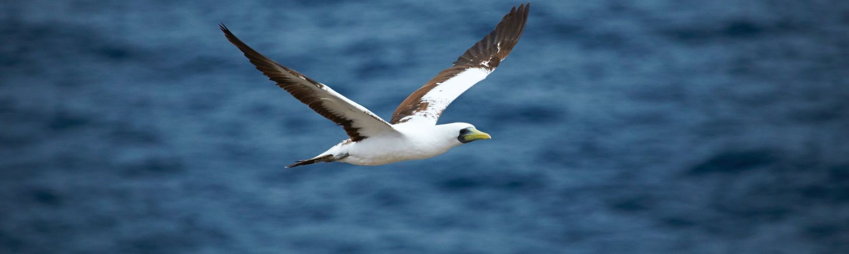 Masked booby. Photo: Norfolk Island Tourism